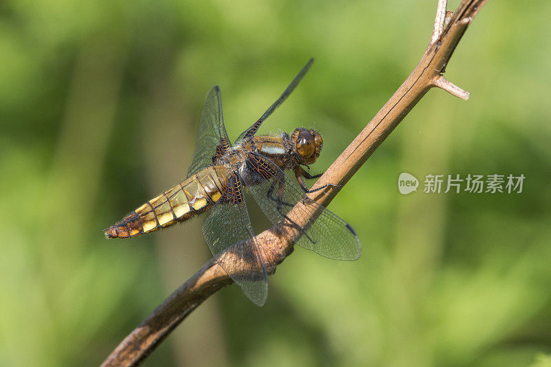 宽体追击蜻蜓(Libellula depressa)